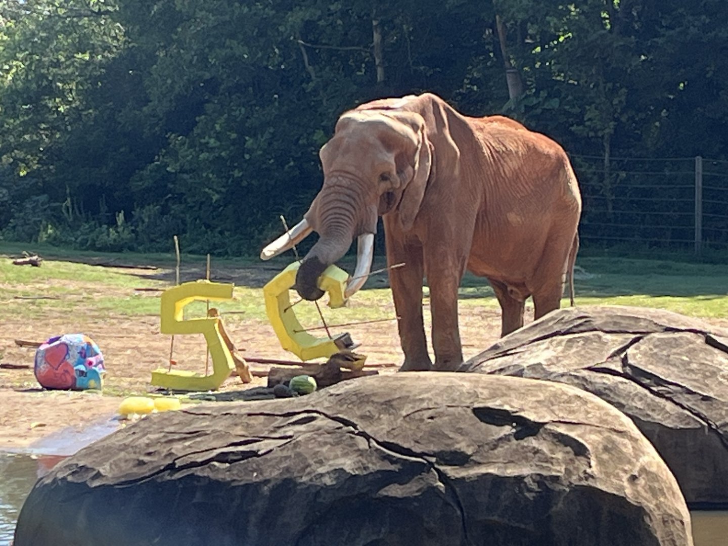 C’Sar destroying his 50