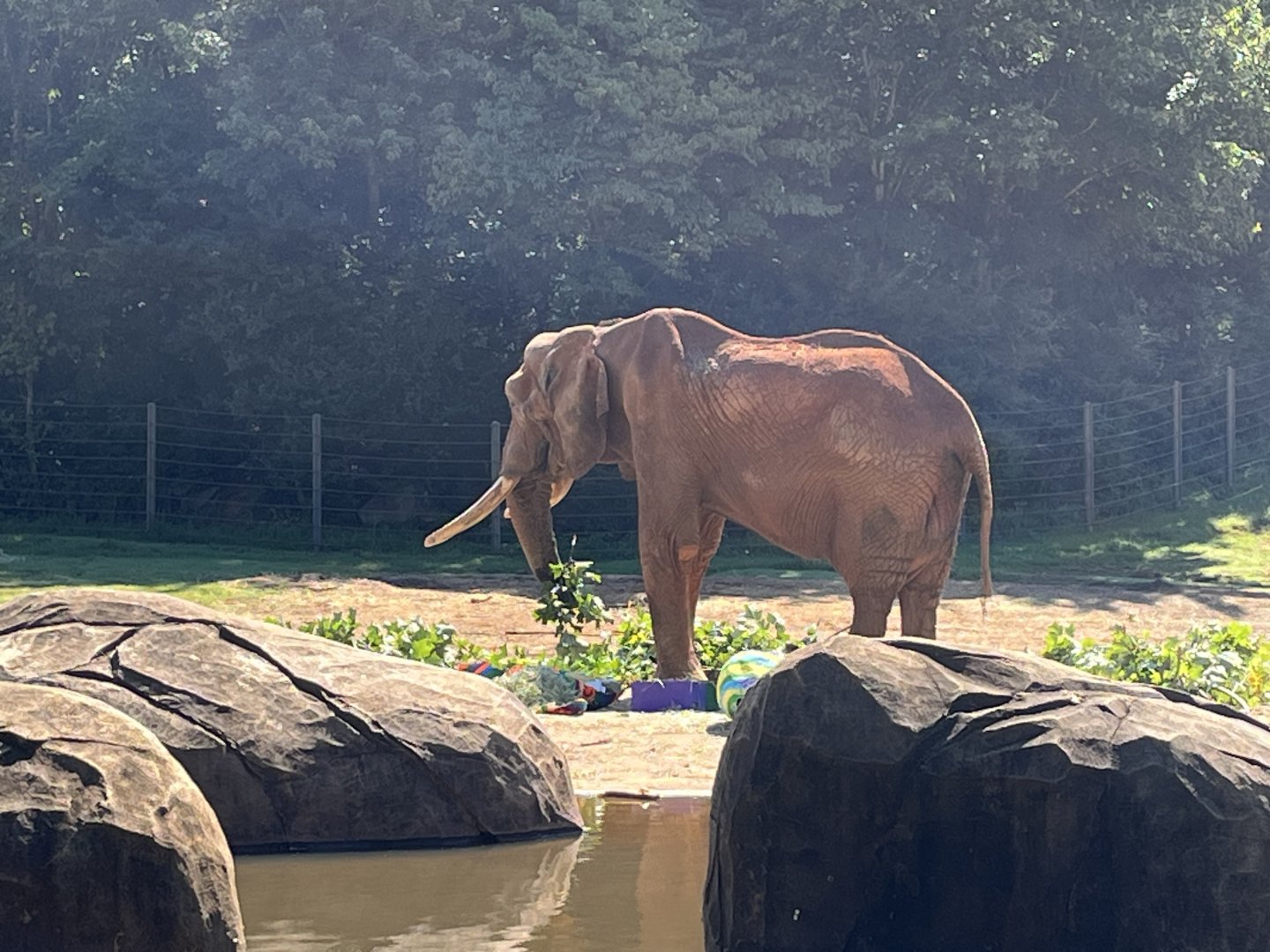 C’Sar eating browse