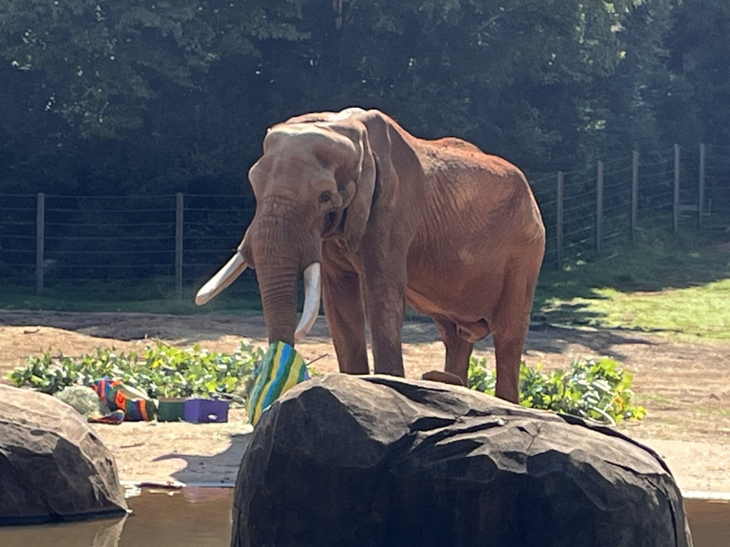 C’Sar opening piñatas filled with hay