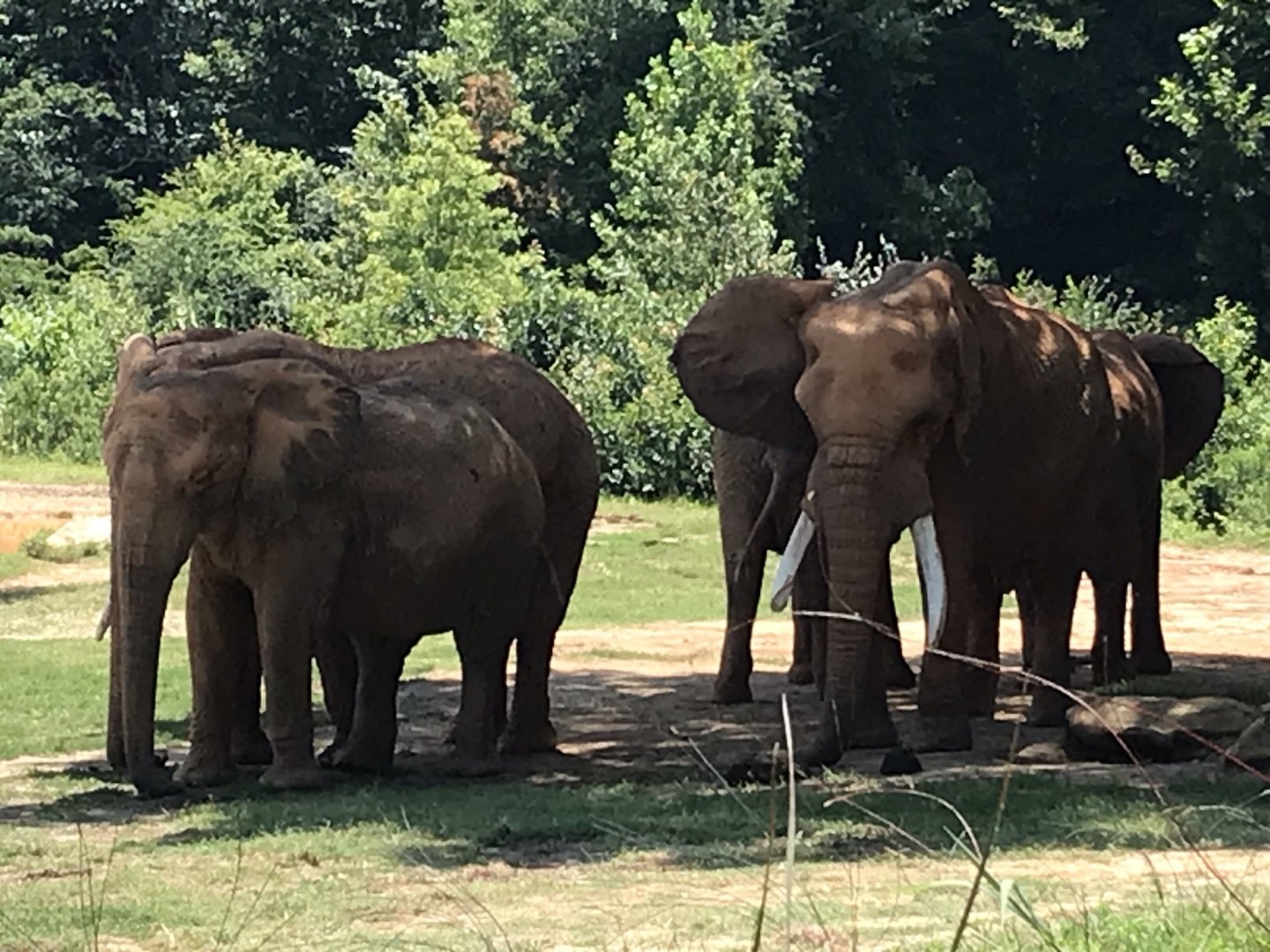 C'sar, Rafiki, Tonga, Batir, and Rkanda