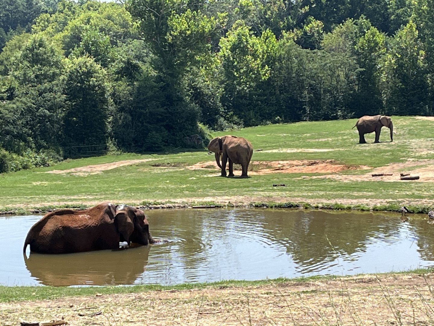 C’Sar taking a dip