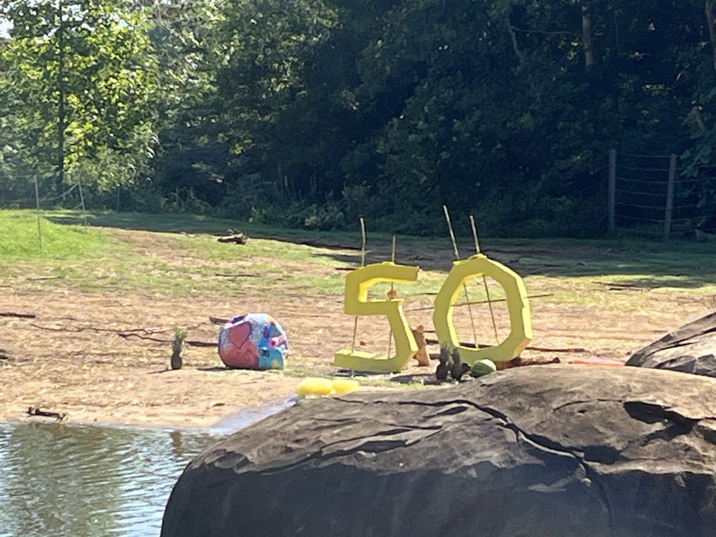 C’Sar’s birthday: 50 filled with hay