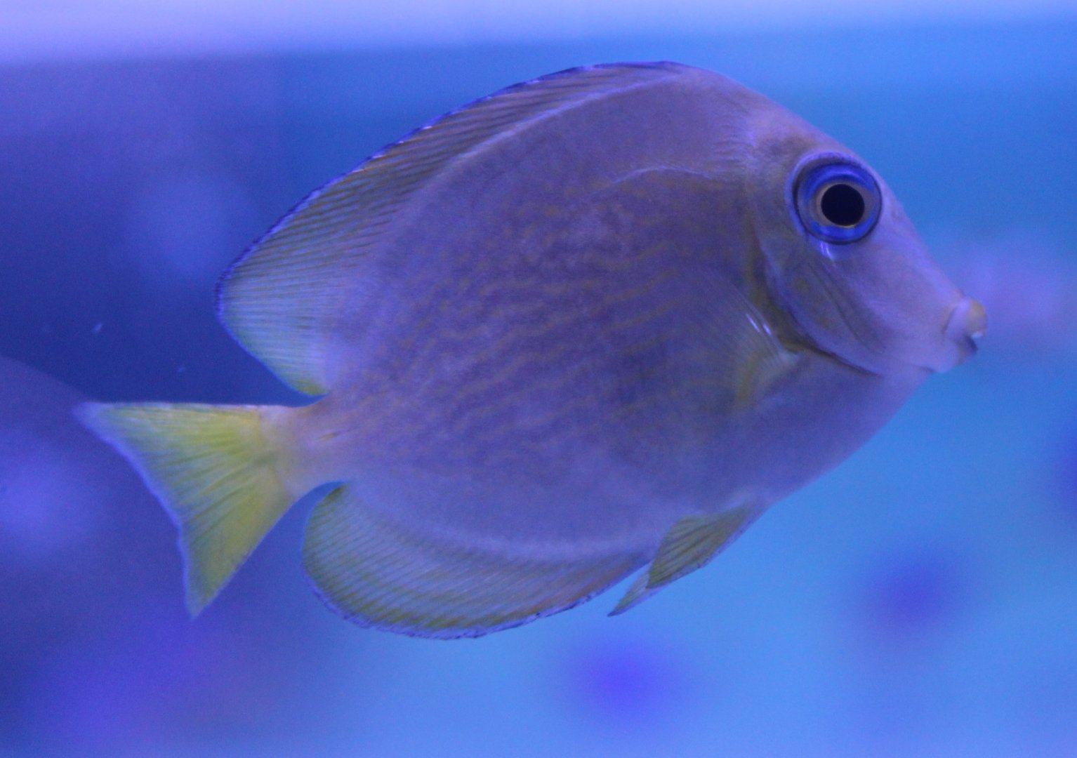 Ctenochaetus binotatus - Twospot surgeonfish