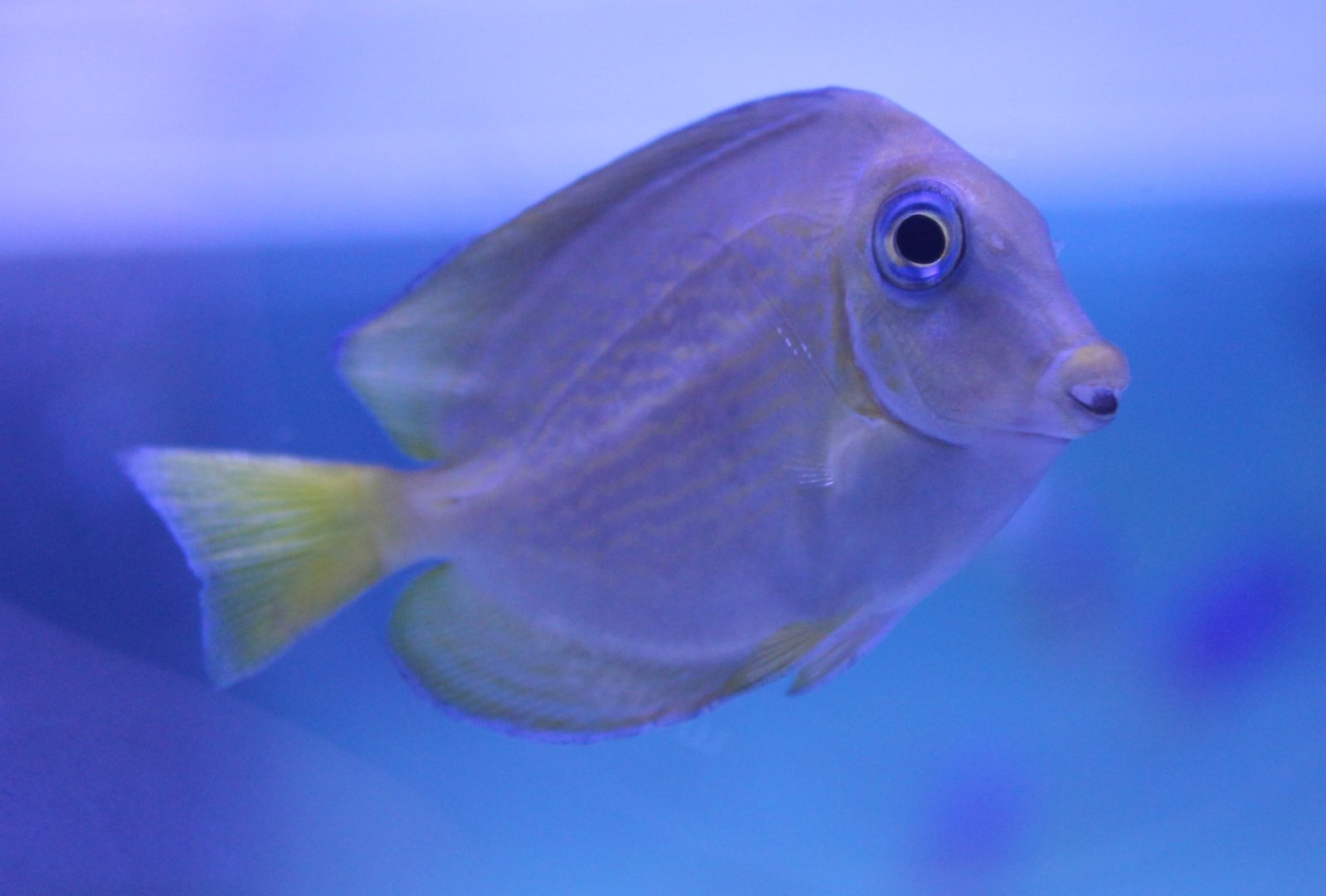 Ctenochaetus binotatus - Twospot surgeonfish