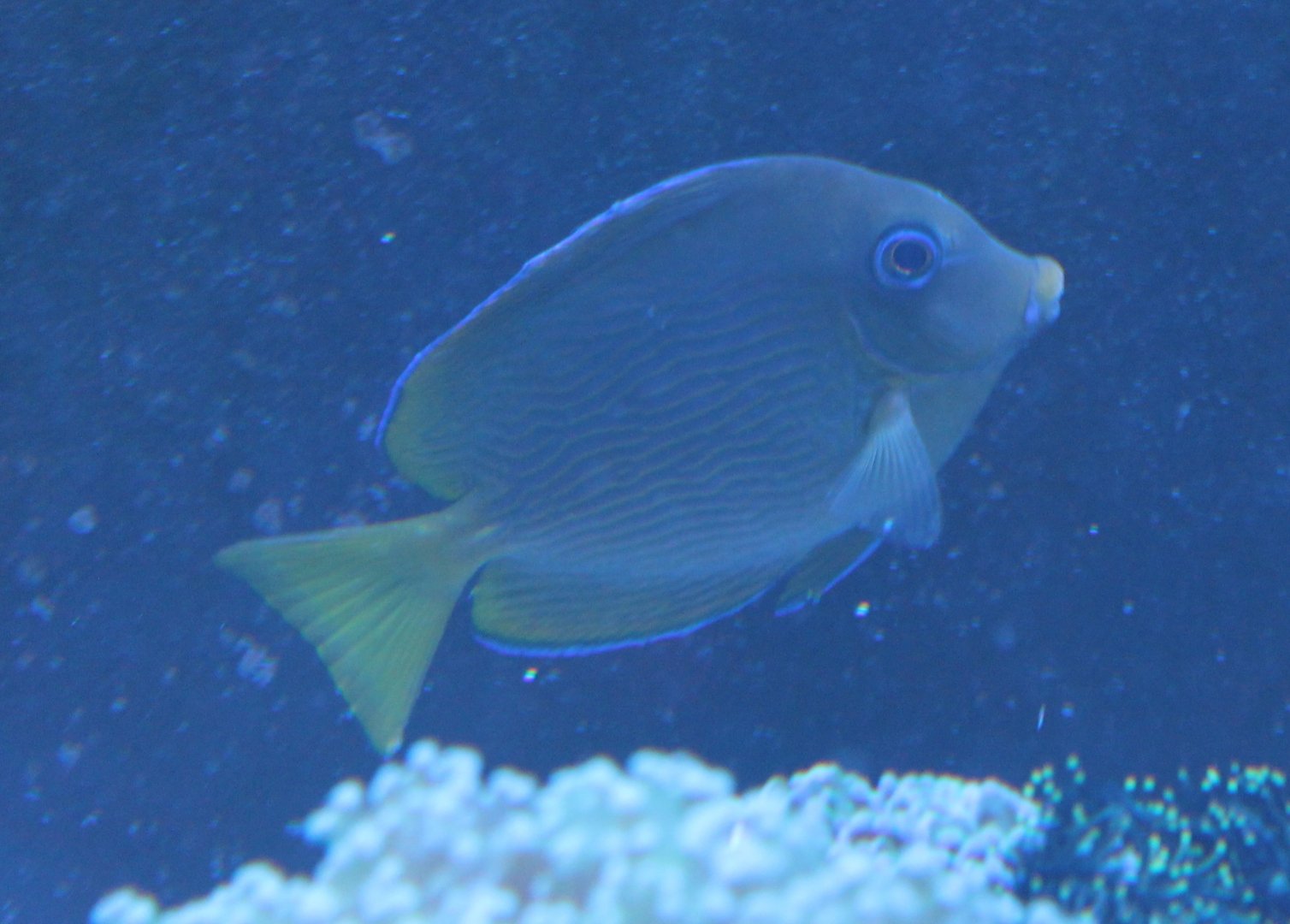 Ctenochaetus binotatus