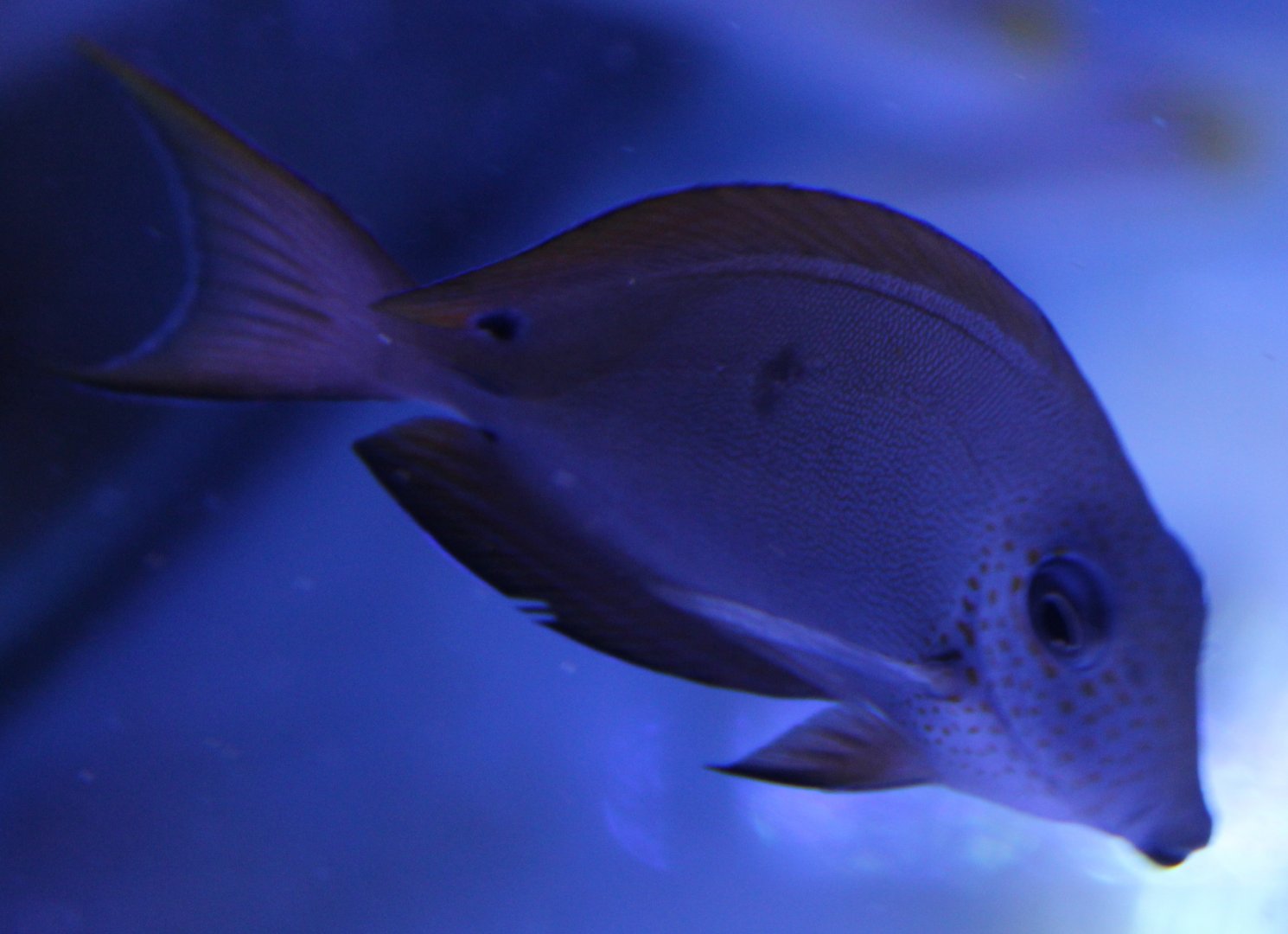 Ctenochaetus binotatus