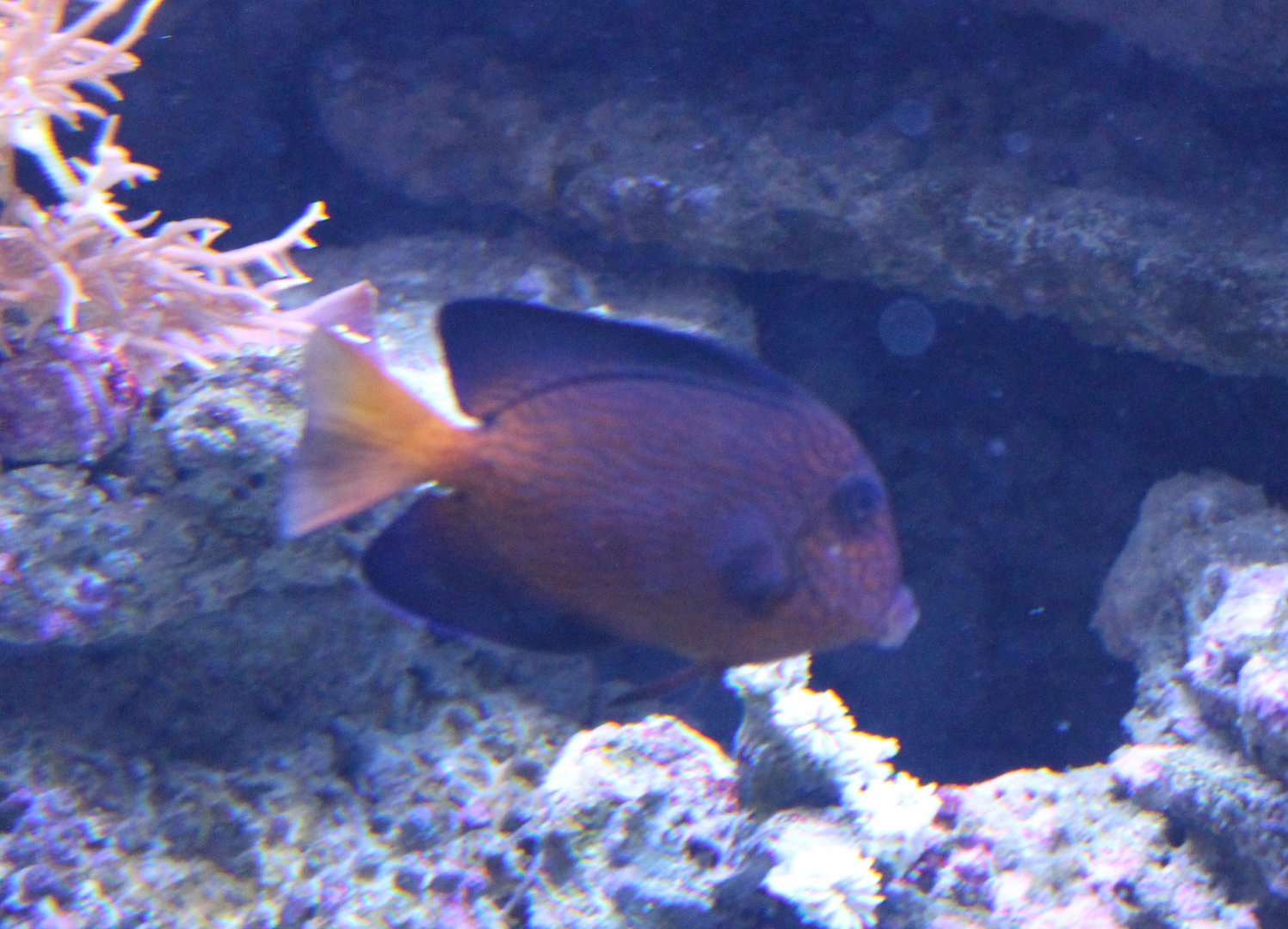 Ctenochaetus hawaiiensis