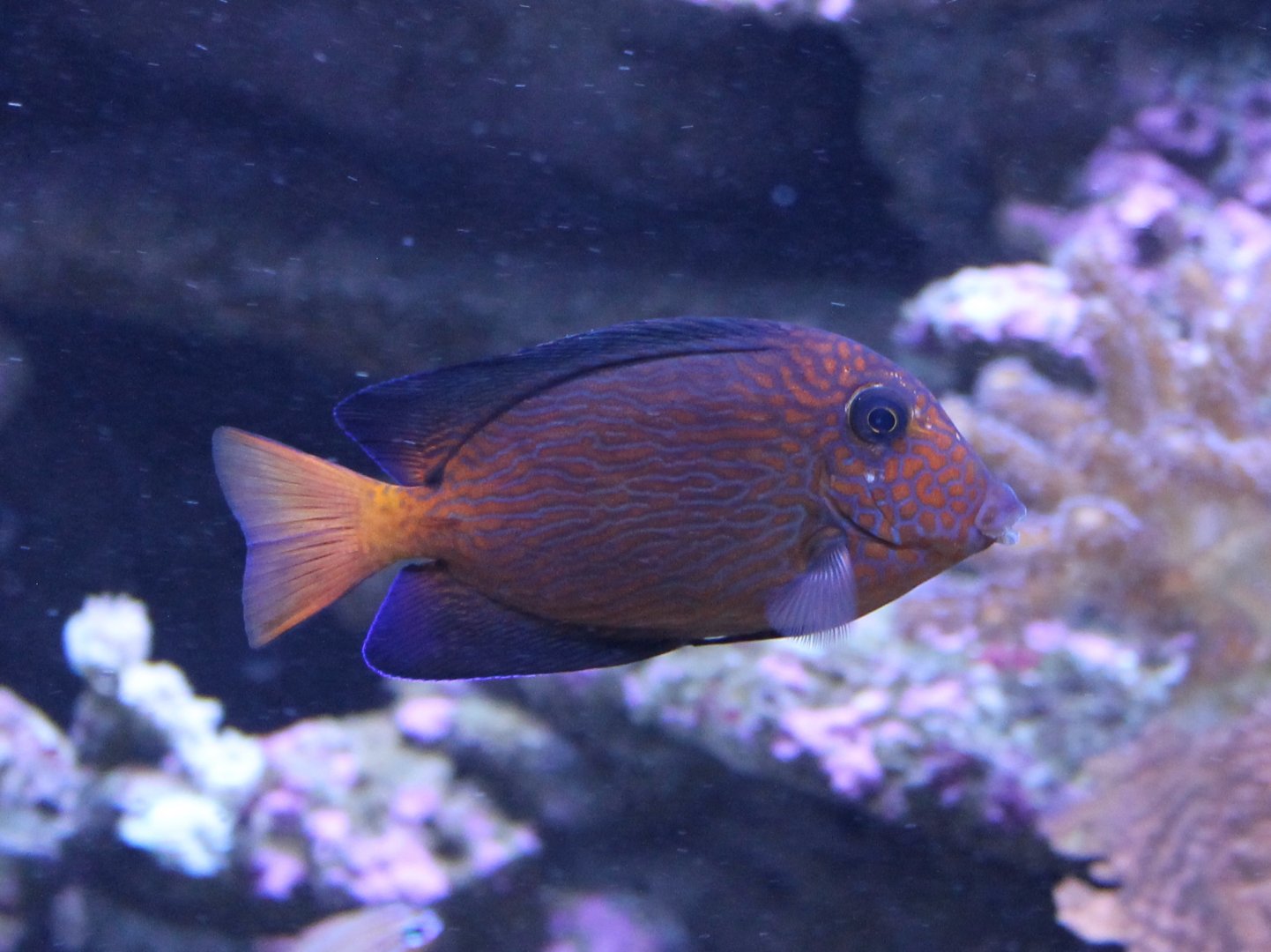 Ctenochaetus hawaiiensis