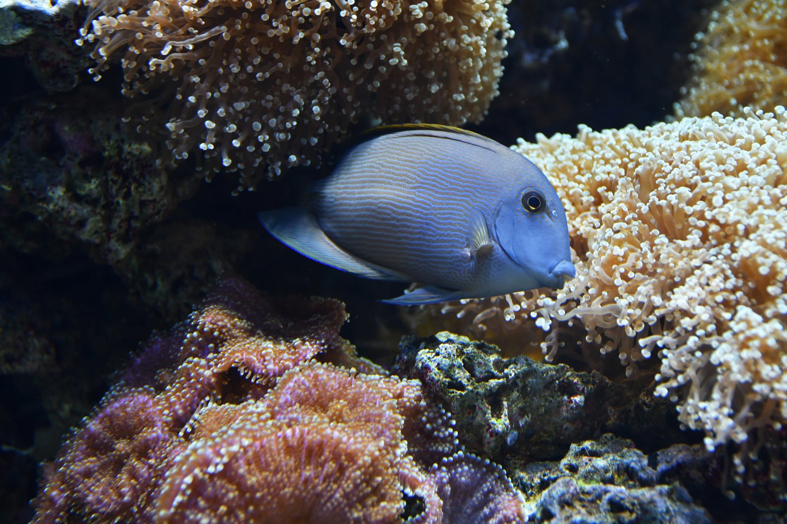 Ctenochaetus striatus