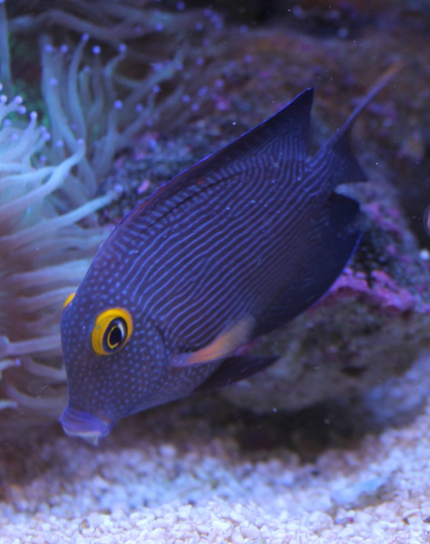 Ctenochaetus strigosus