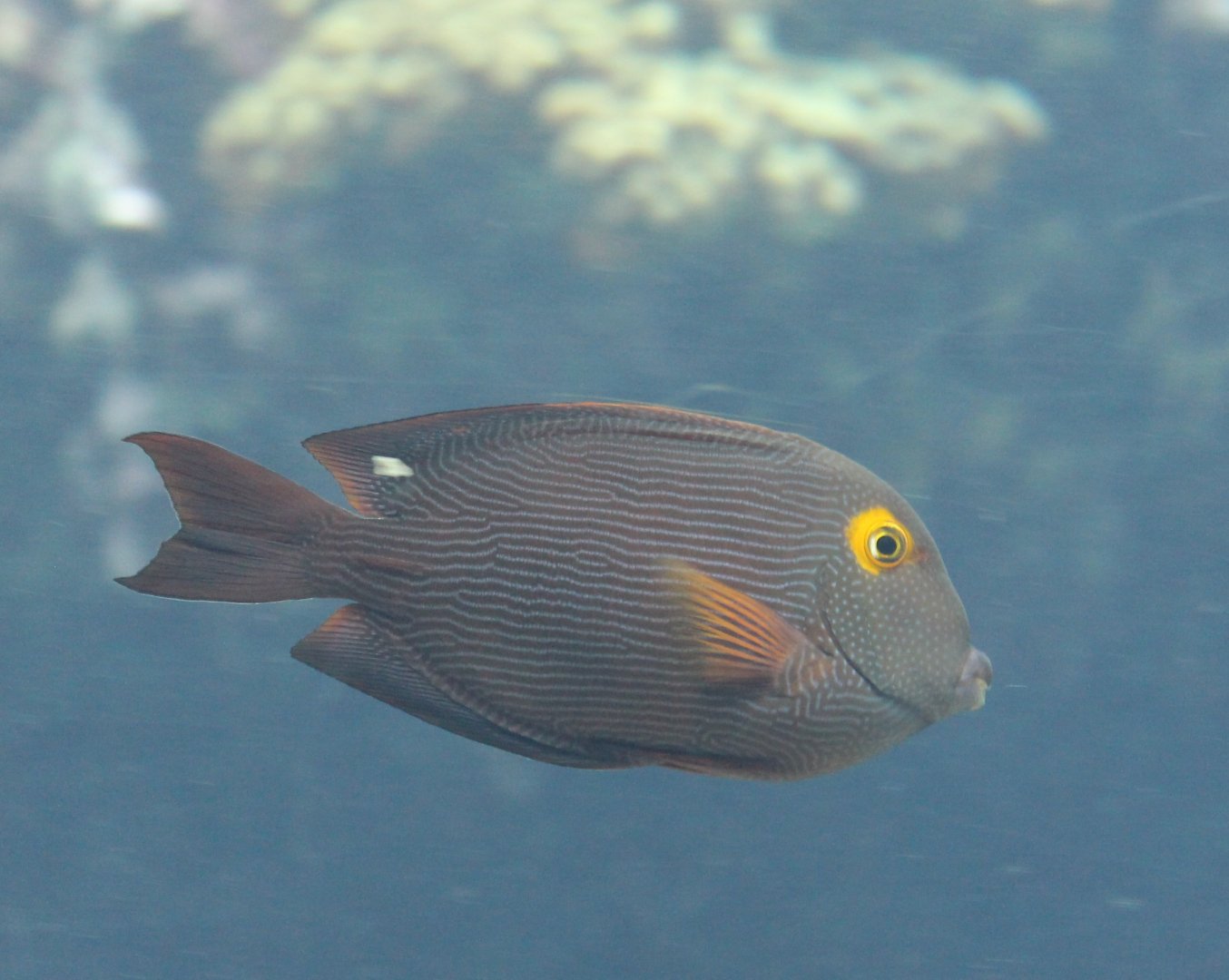 Ctenochaetus strigosus