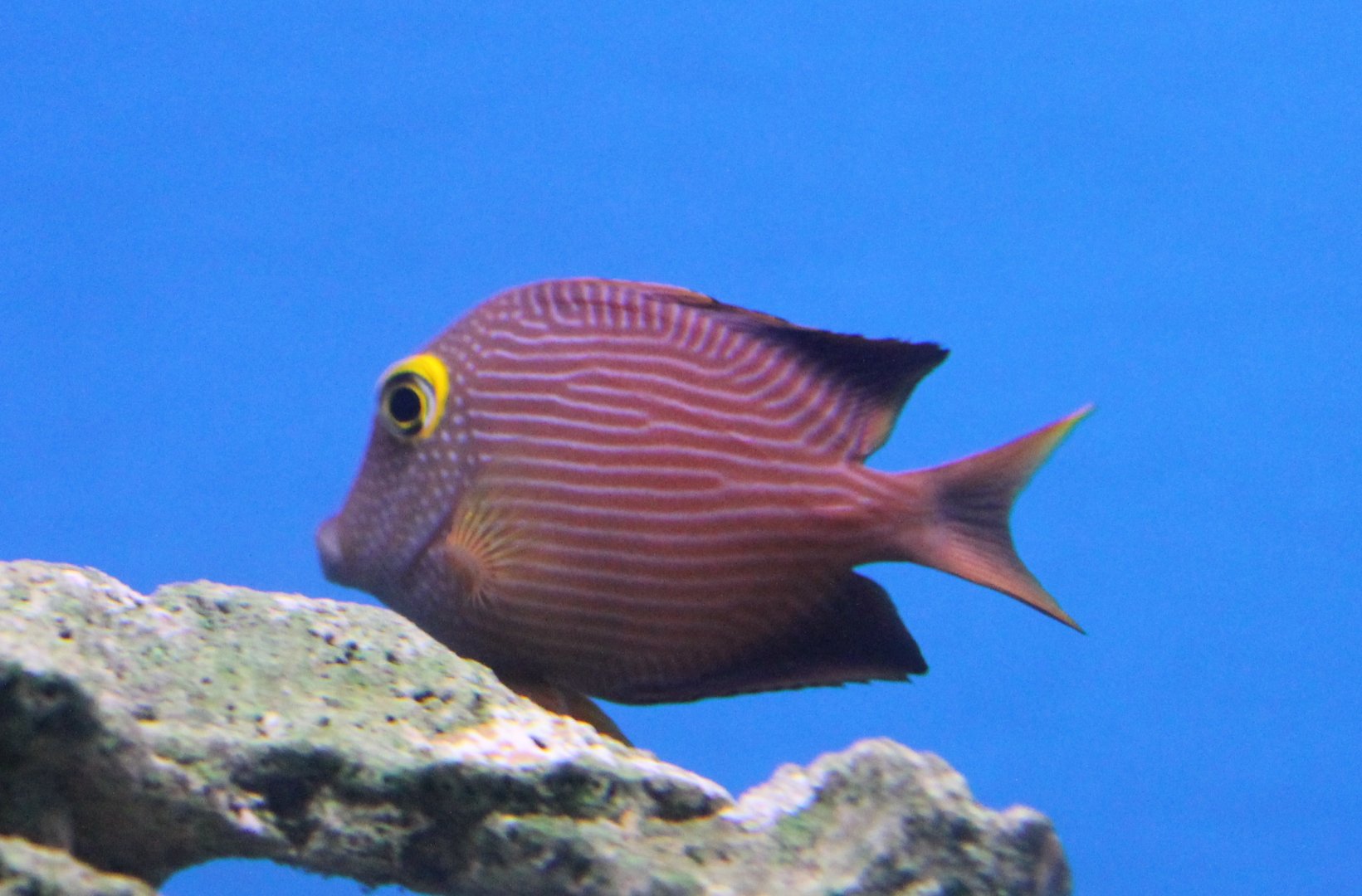 Ctenochaetus strigosus