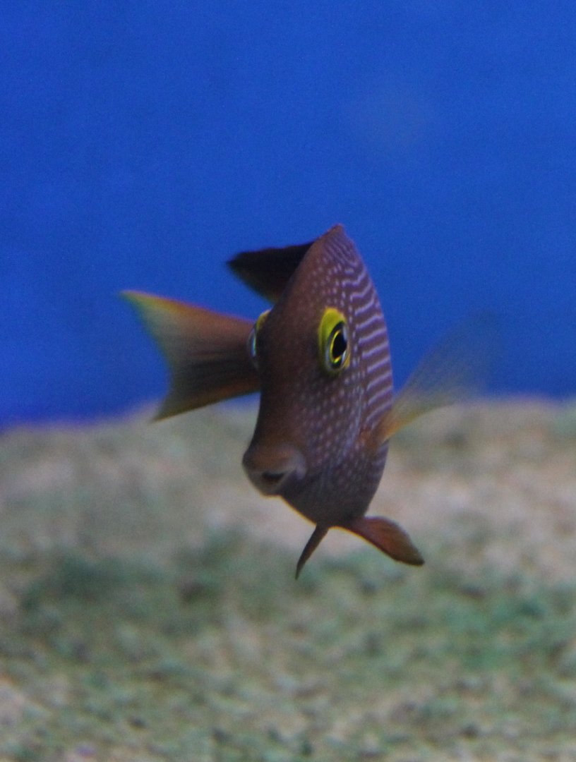 Ctenochaetus strigosus