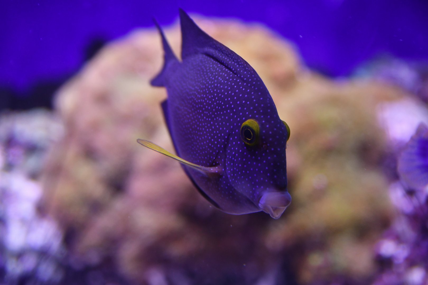 Ctenochaetus strigosus