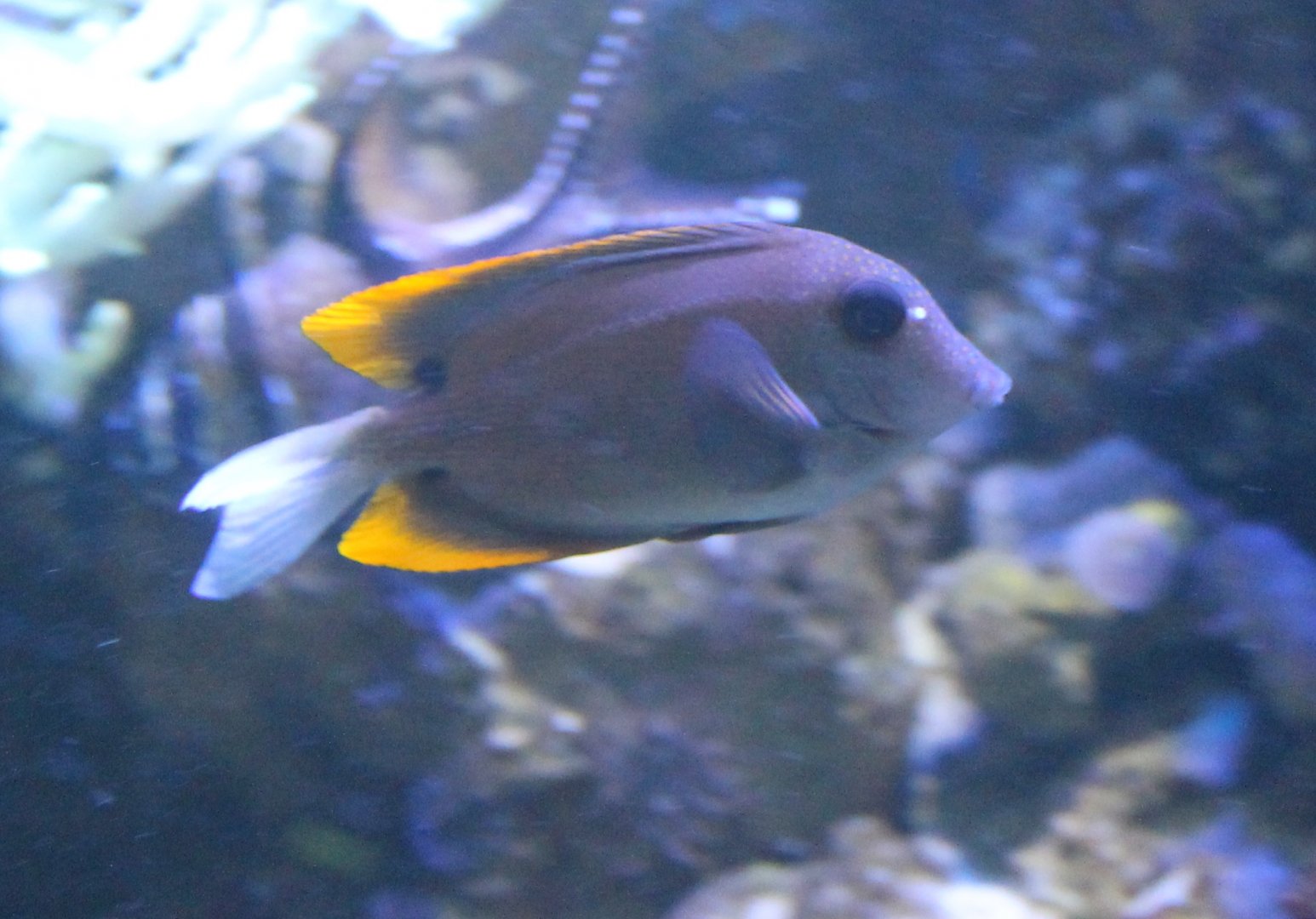 Ctenochaetus tominiensis