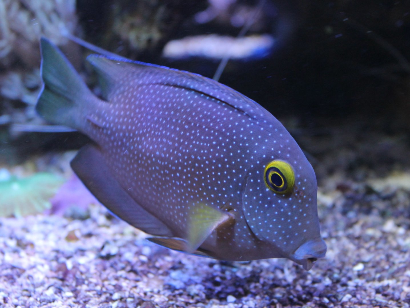 Ctenochaetus truncatus