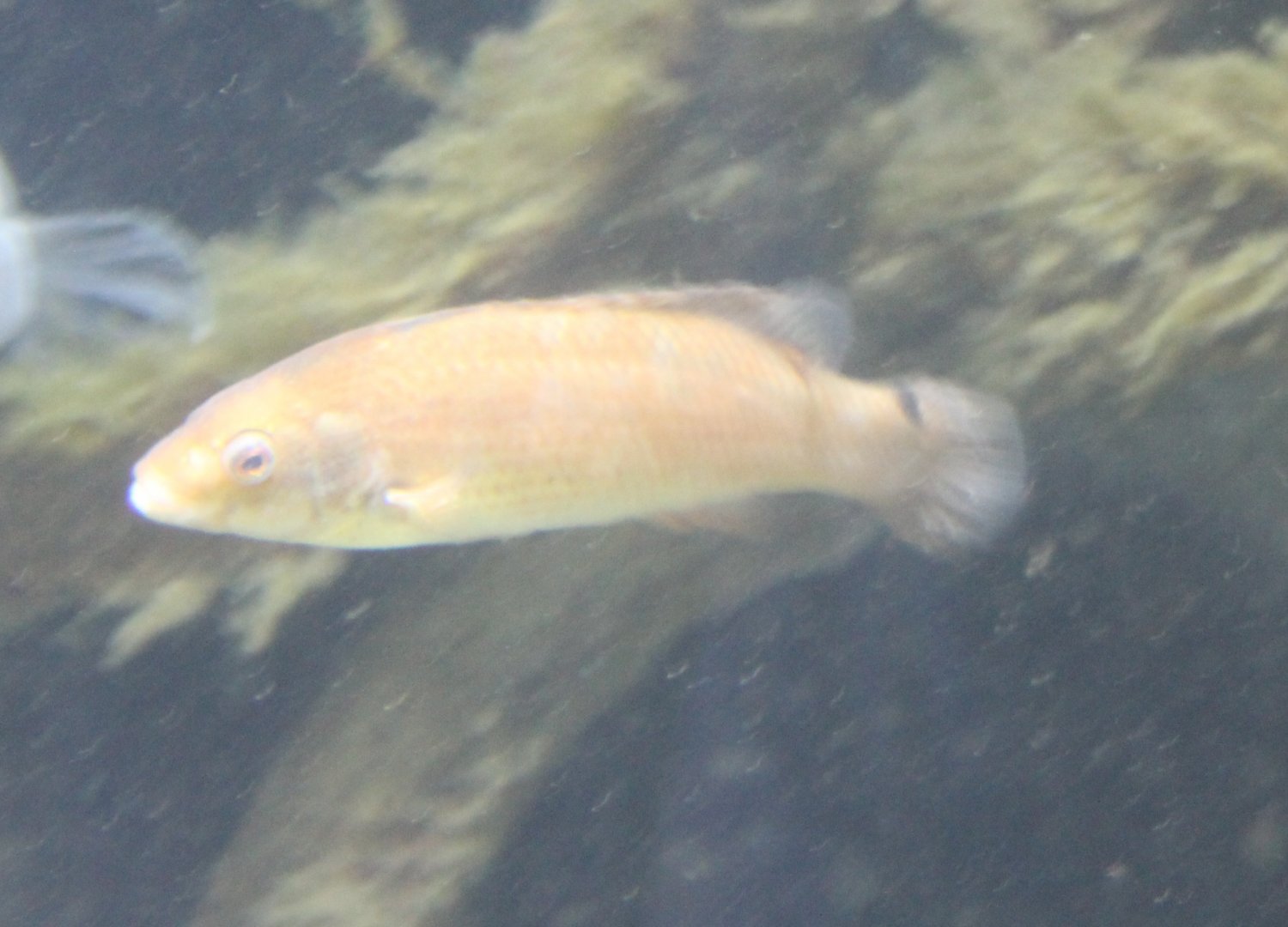 Ctenolabrus rupestris