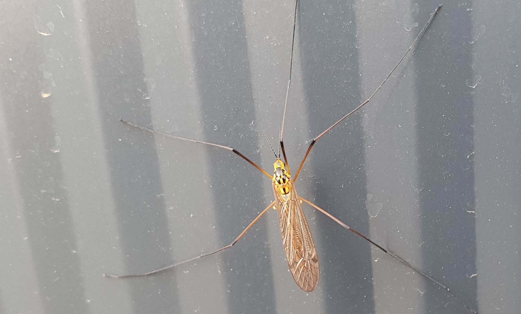 Ctenophora flaveolata