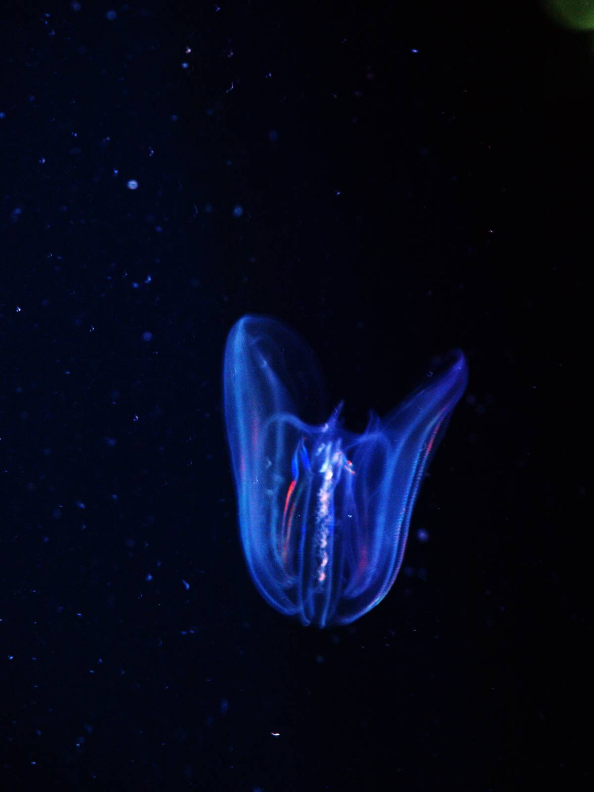 Ctenophore (Mnemiopsis leidyi)