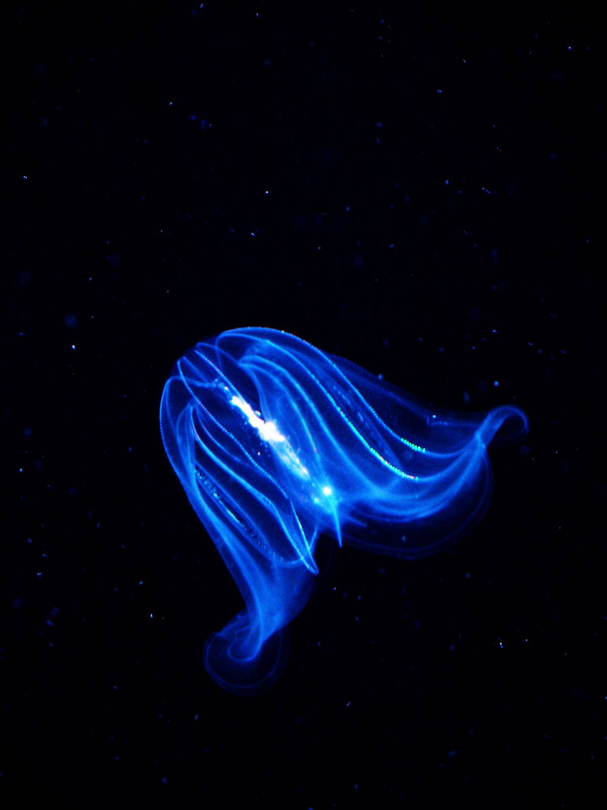 Ctenophore (Mnemiopsis leidyi)
