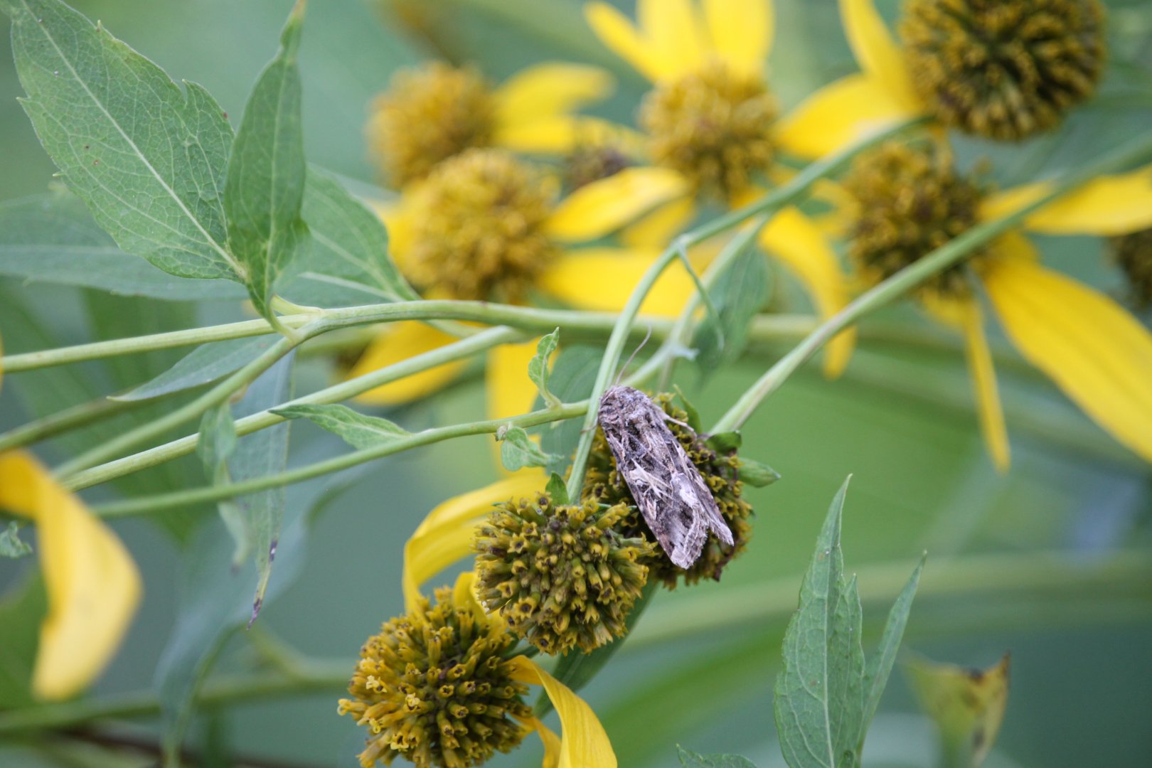 Ctenoplusia moth (ID needed)