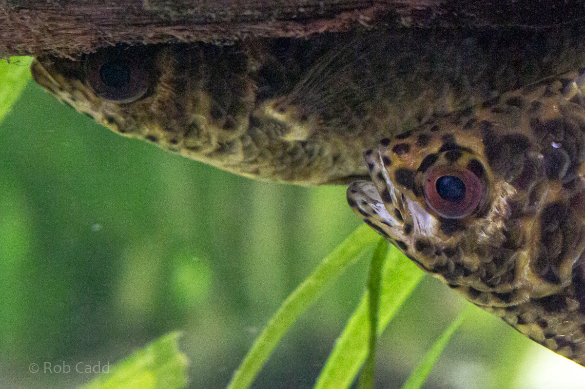 Ctenopoma acutirostre : Whipsnade : 06 Sep 2019