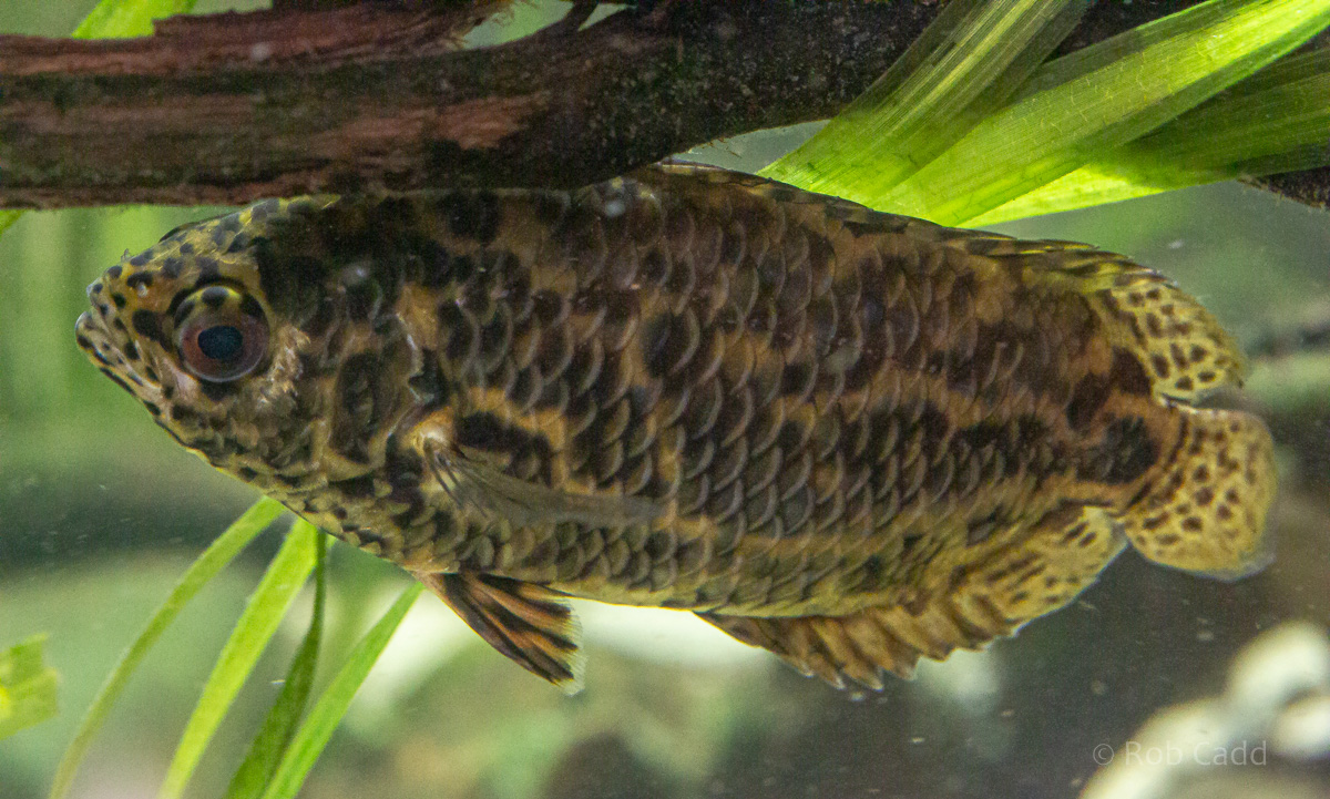 Ctenopoma acutirostre : Whipsnade : 06 Sep 2019