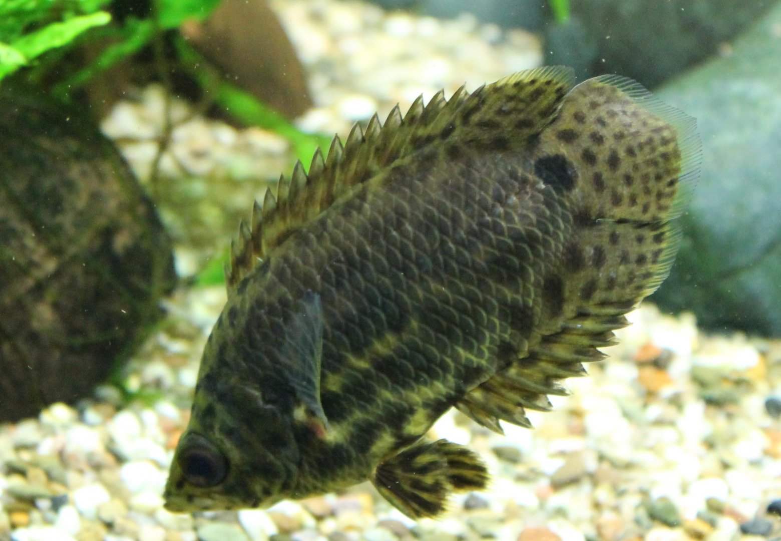 Ctenopoma acutirostre