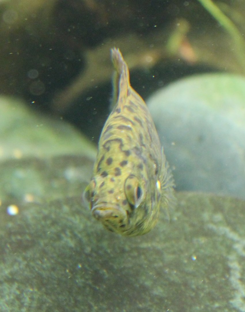 Ctenopoma acutirostre