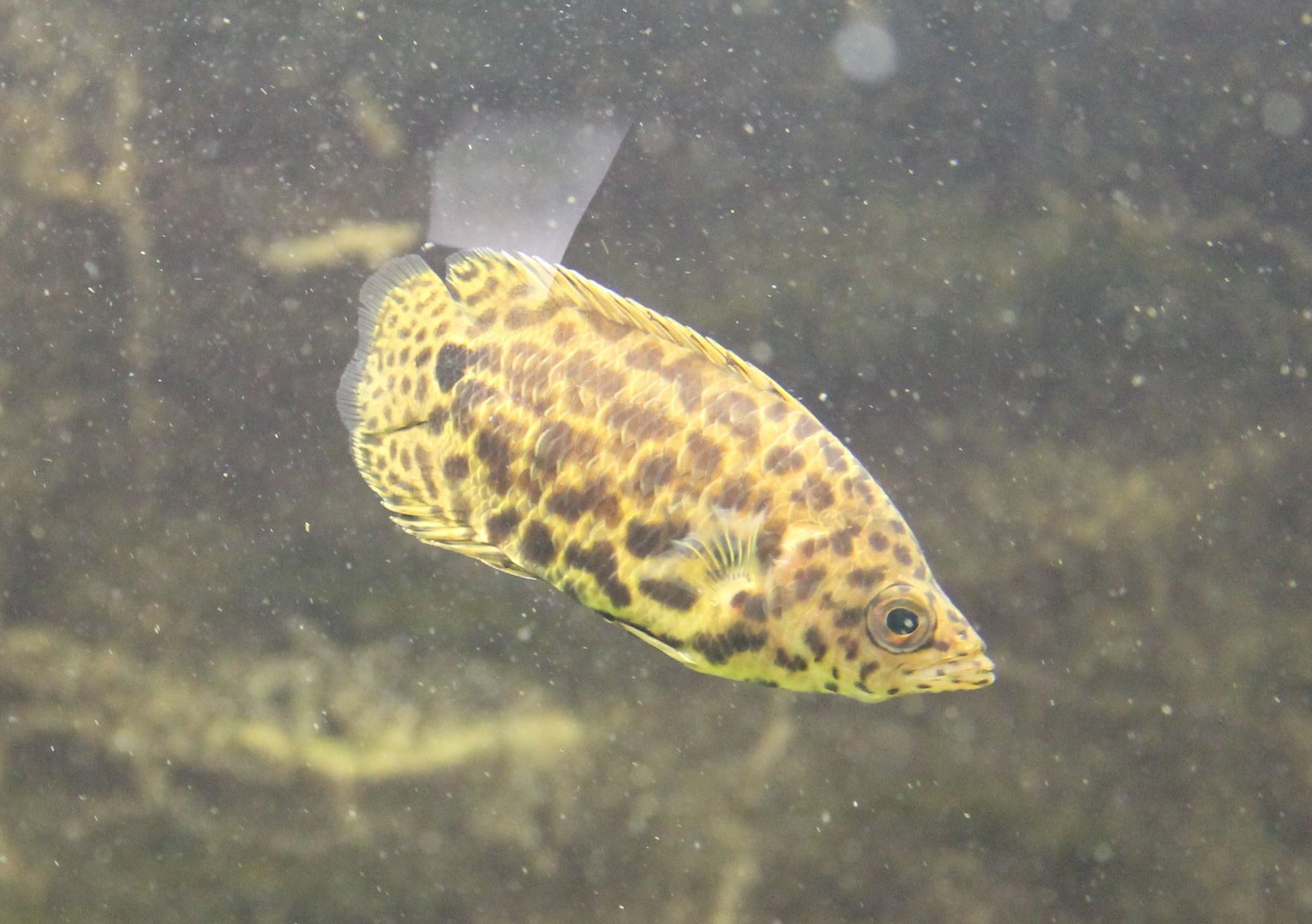 Ctenopoma acutirostre