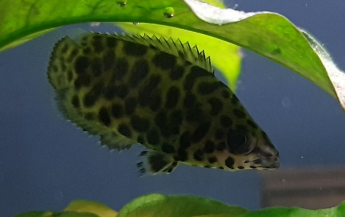 Ctenopoma acutirostre