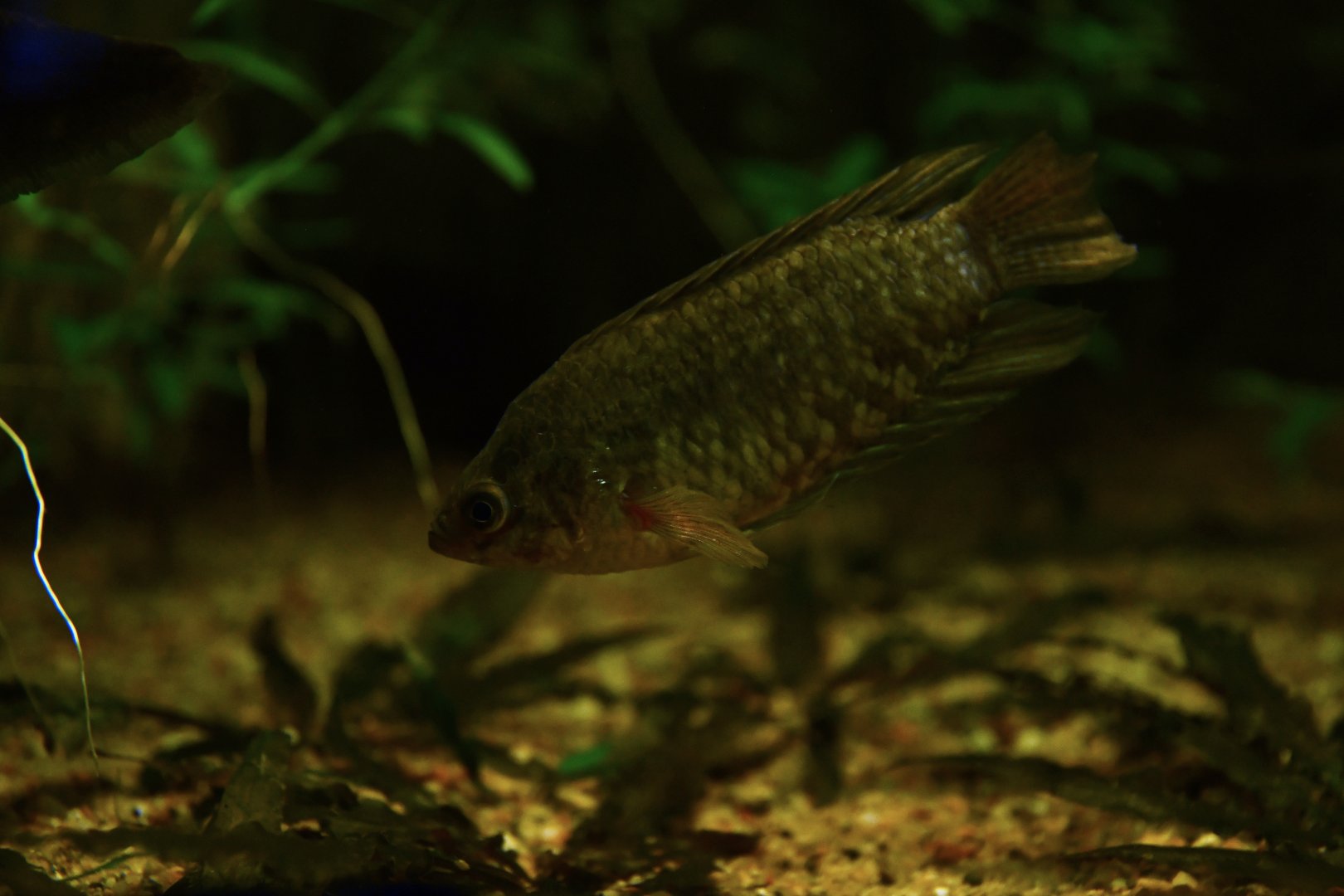 Ctenopoma acutirostre