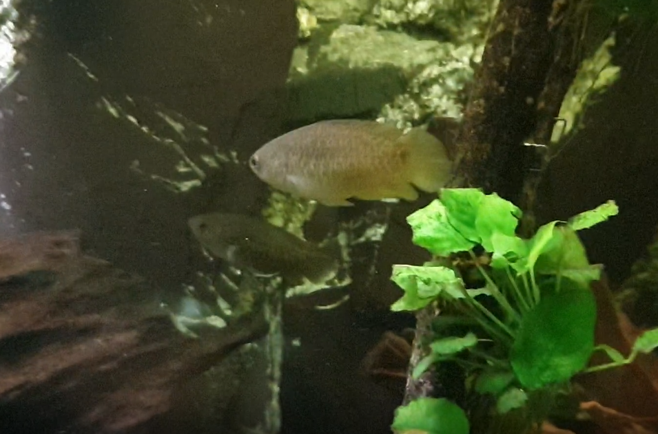 Ctenopoma fasciolatum