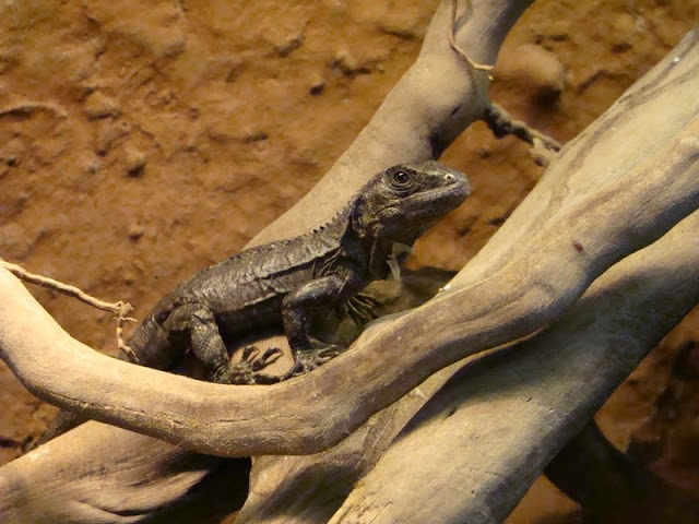 Ctenosaura bakeri