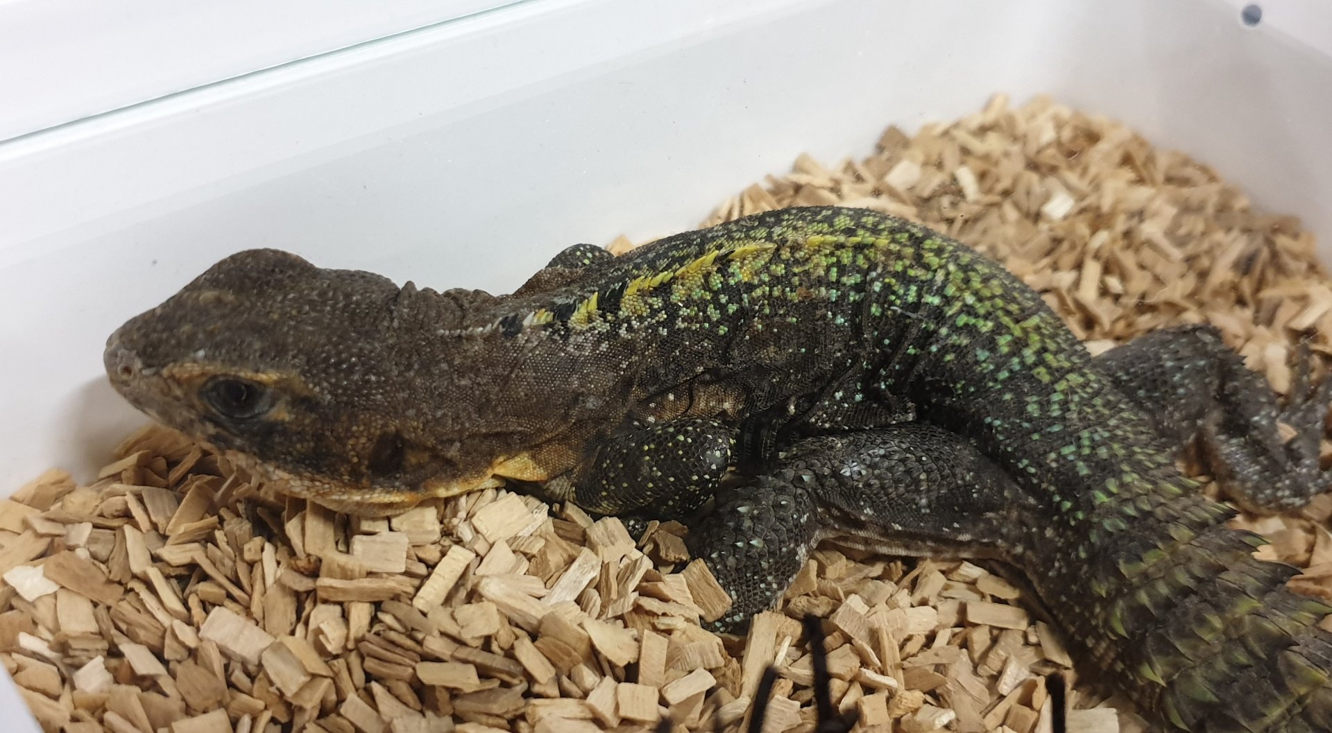 Ctenosaura flavidorsalis