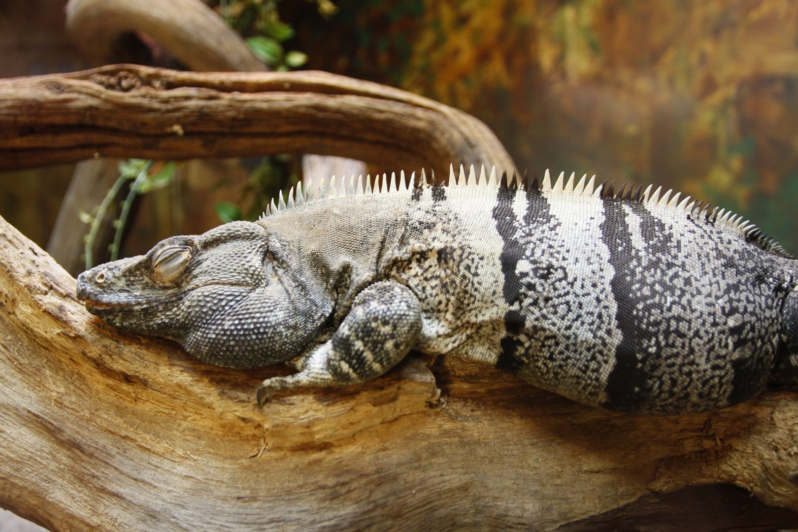 Ctenosaura hemilopha?