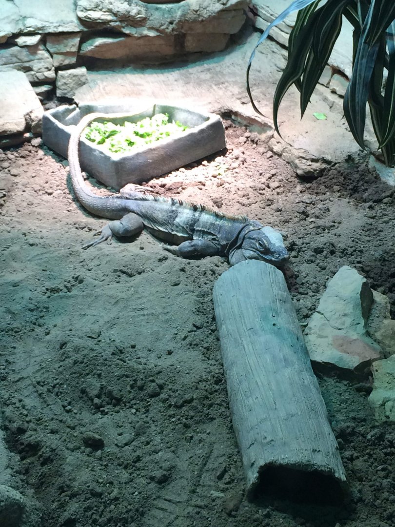 Ctenosaura Identification