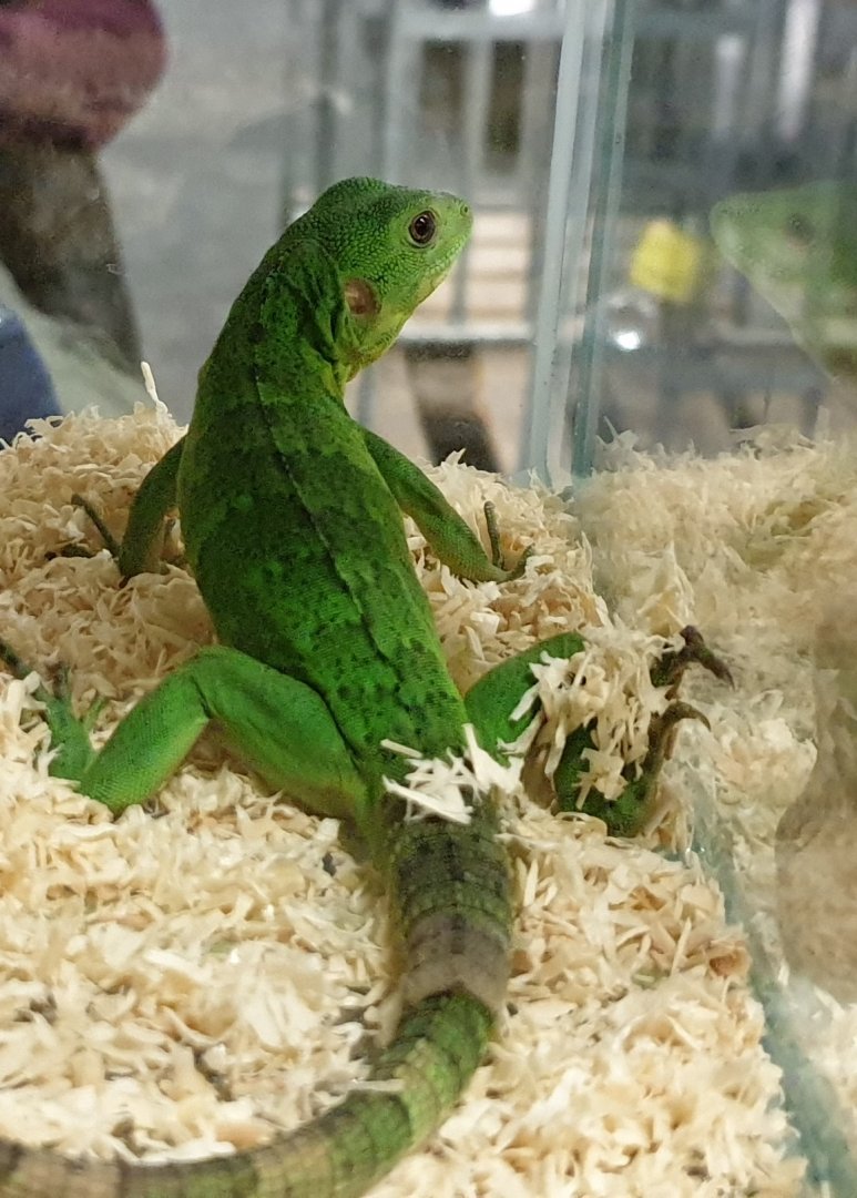 Ctenosaura pectinata