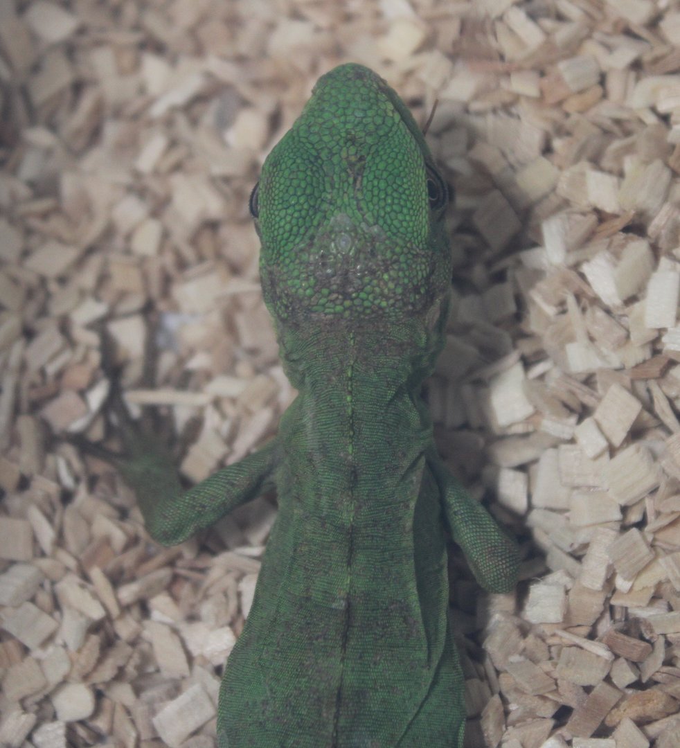 Ctenosaura pectinata