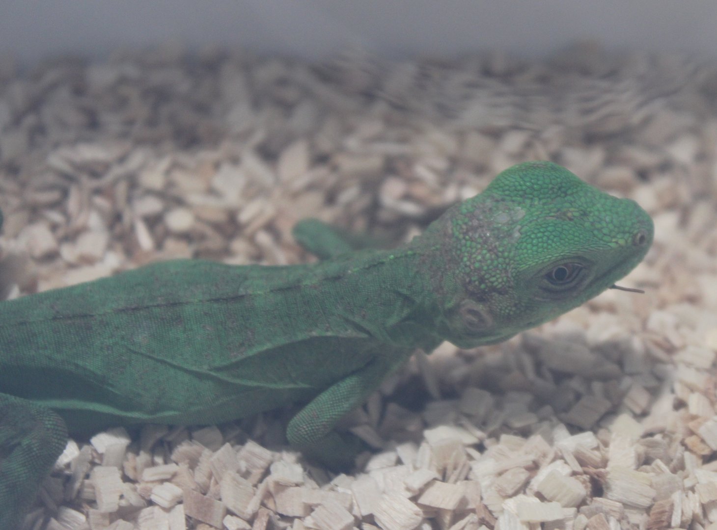 Ctenosaura pectinata