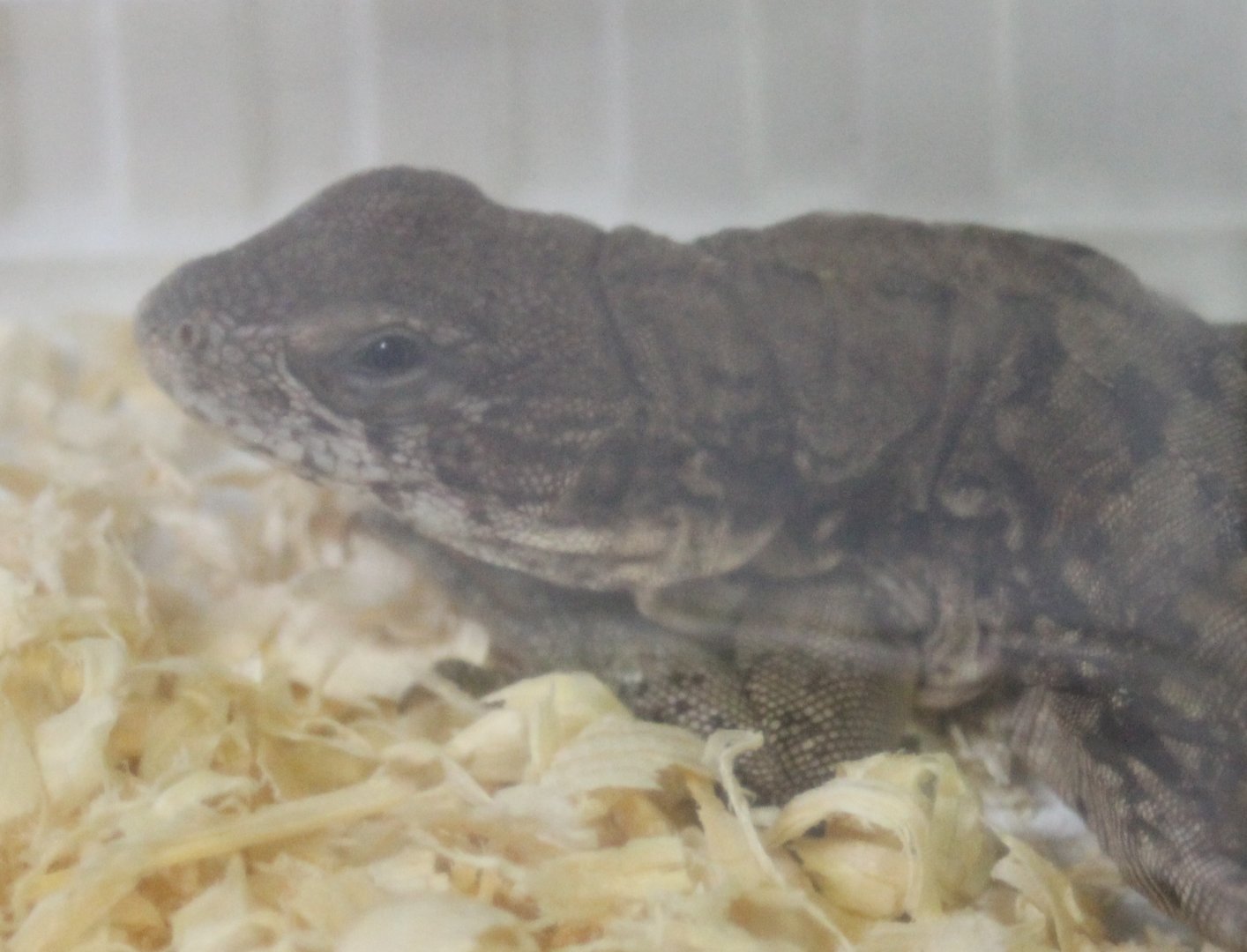 Ctenosaura quinquecarinata