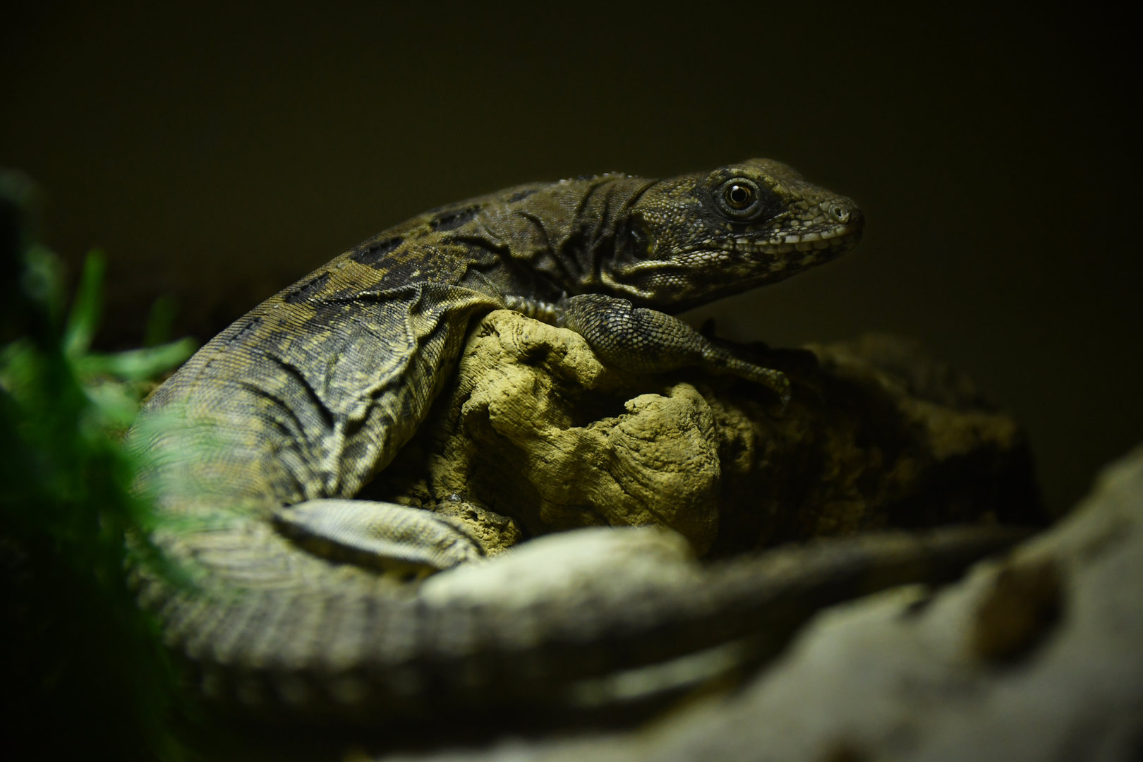 Ctenosaura quinquecarinata