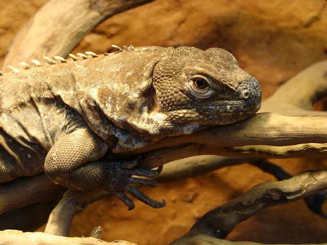 Ctenosaura similis