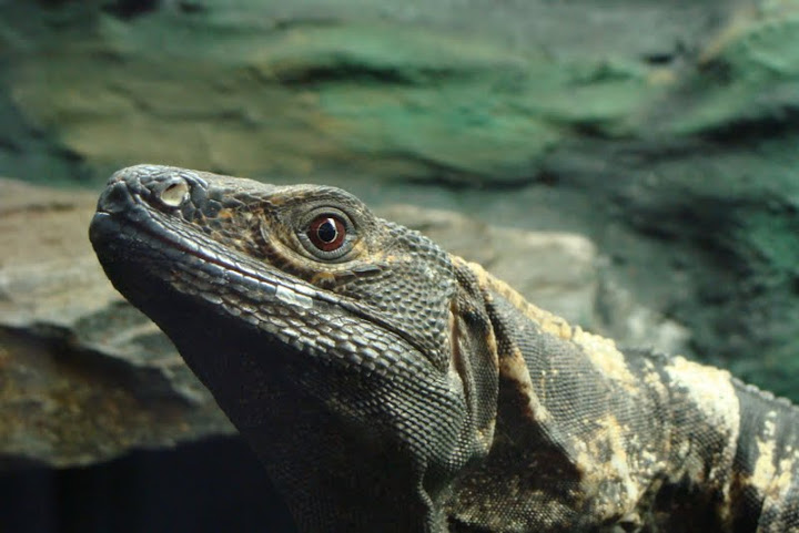 Ctenosaura similis