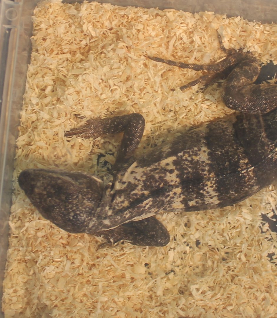 Ctenosaurus pectinata