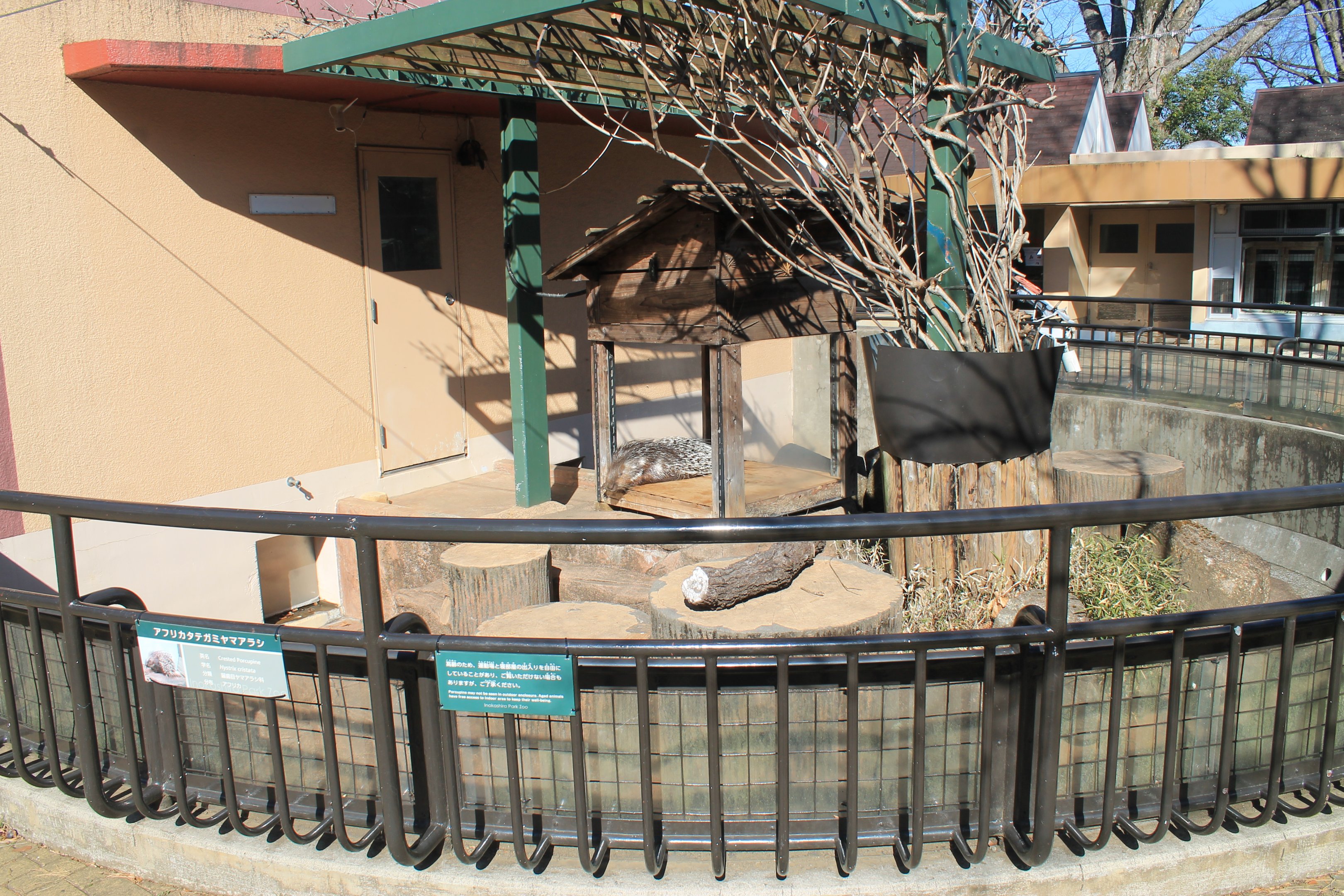 Ctrested Porcupine enclosure
