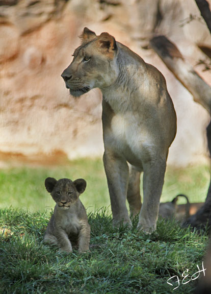 cub and mom