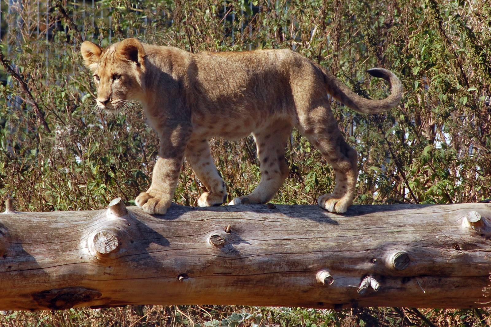 Cub at Linton Zoo