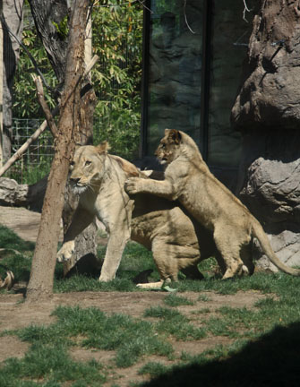 cub attacking mom