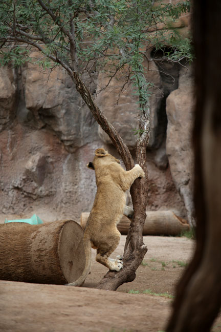 cub climbing tree